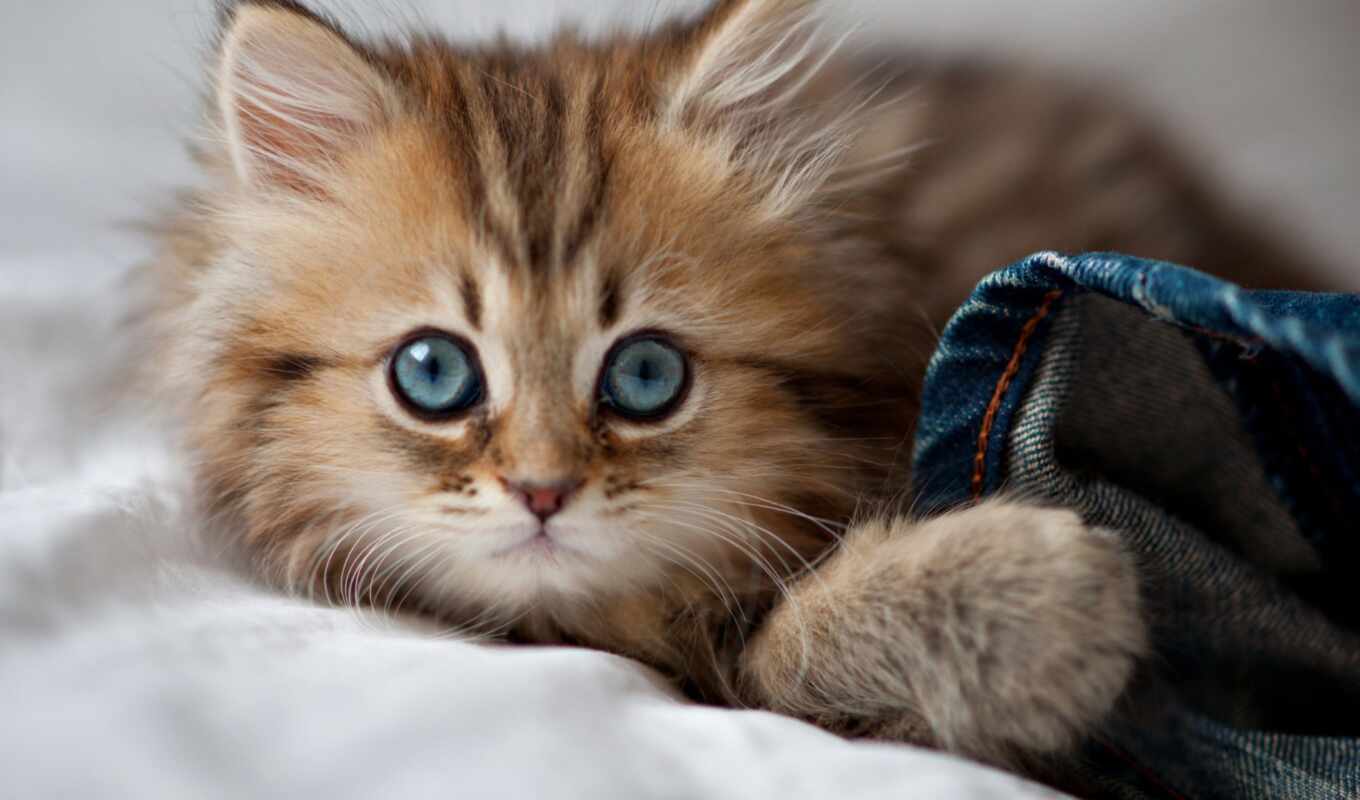 кот, cute, little, котенок, тюлень, красивый, kitty, sweetheart, миро