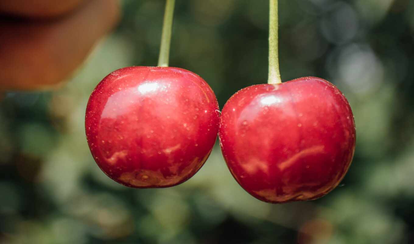 cherry, ягода