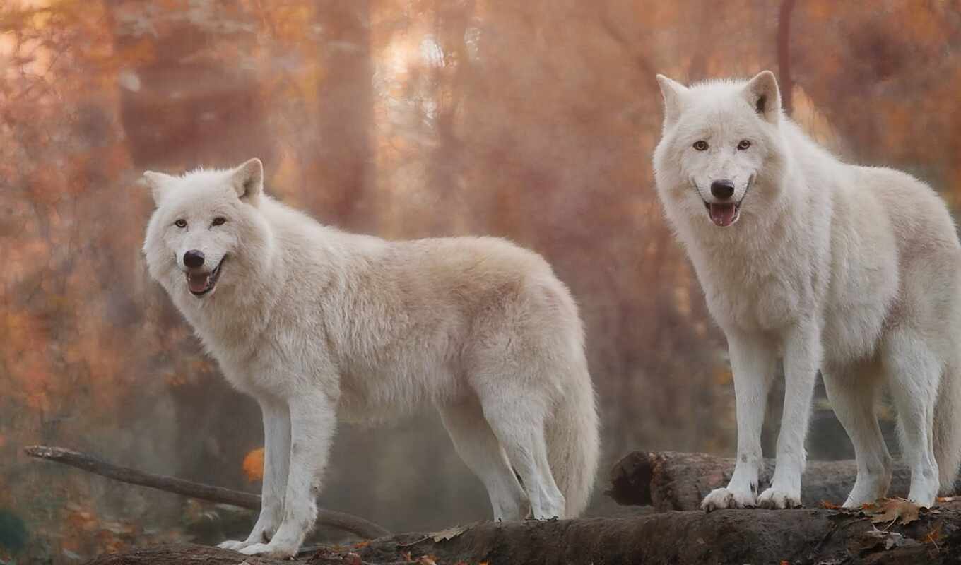 white, wolf