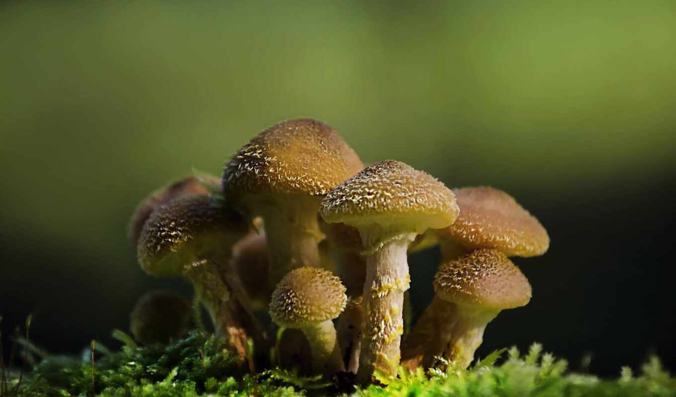 природа, mushroom, makryi