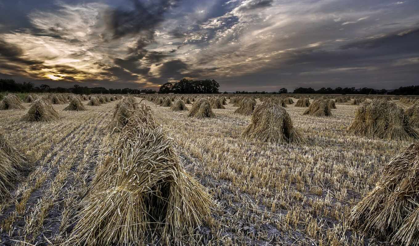 природа, страница, закат, поле, пшеница