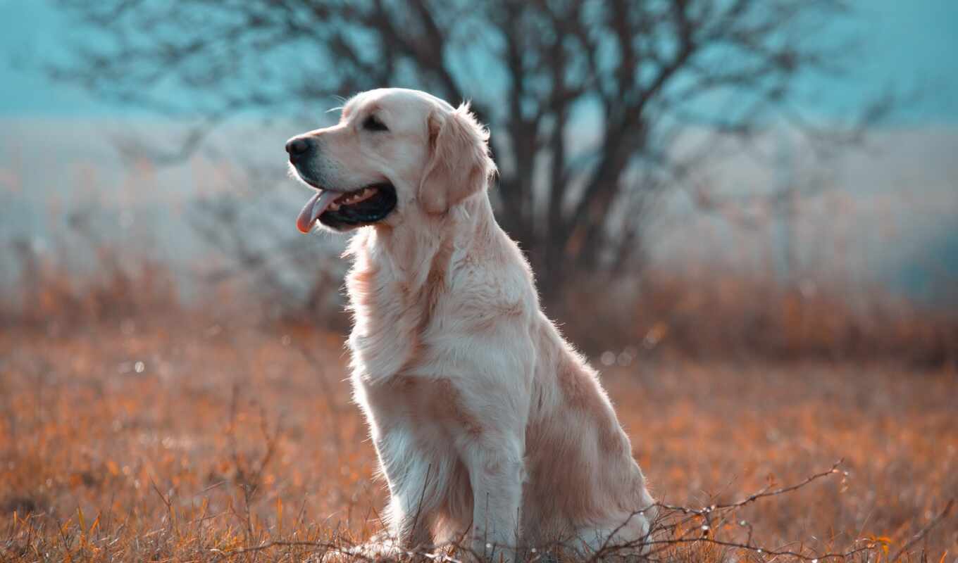 picture, pictures, painting, dog, golden, cheap, retriever