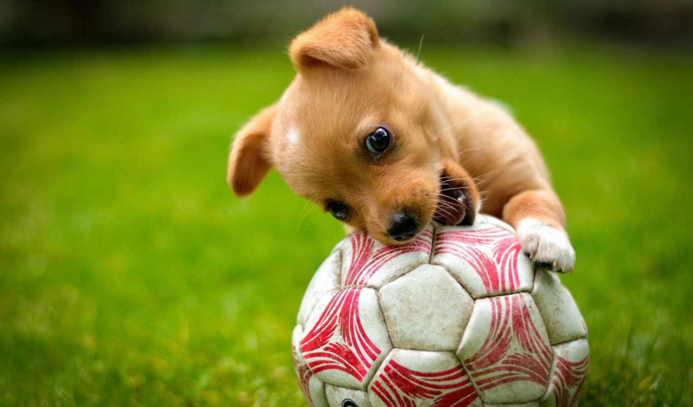 game, red, собака, щенок, animals, мяч, baby, soccer, газон