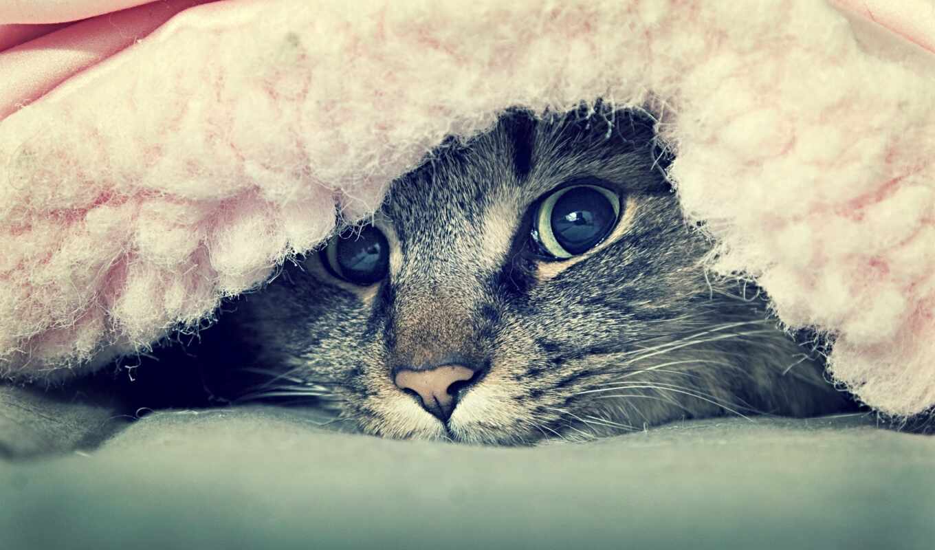 взгляд, кот, под, кошки, zhivotnye, одеялом