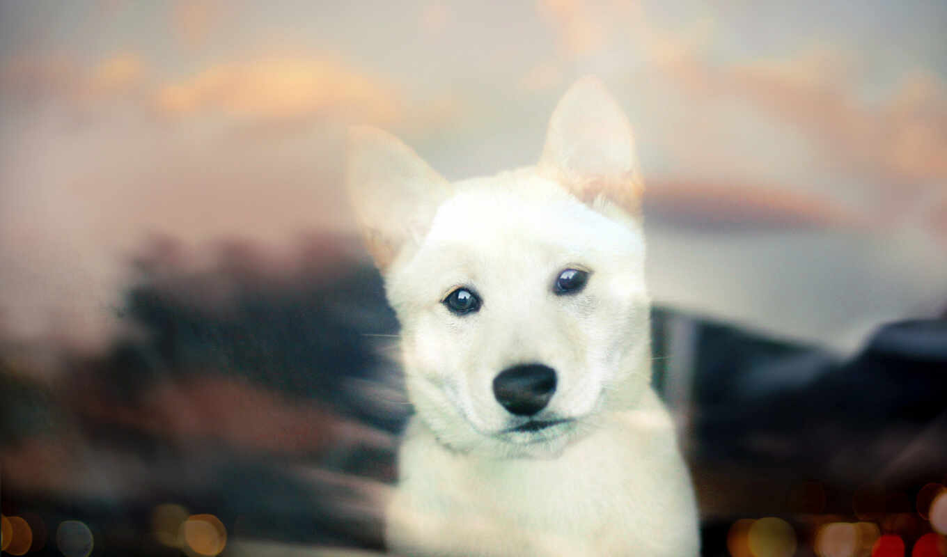 белая, окно, собака, смотрит, сквозь, shiba