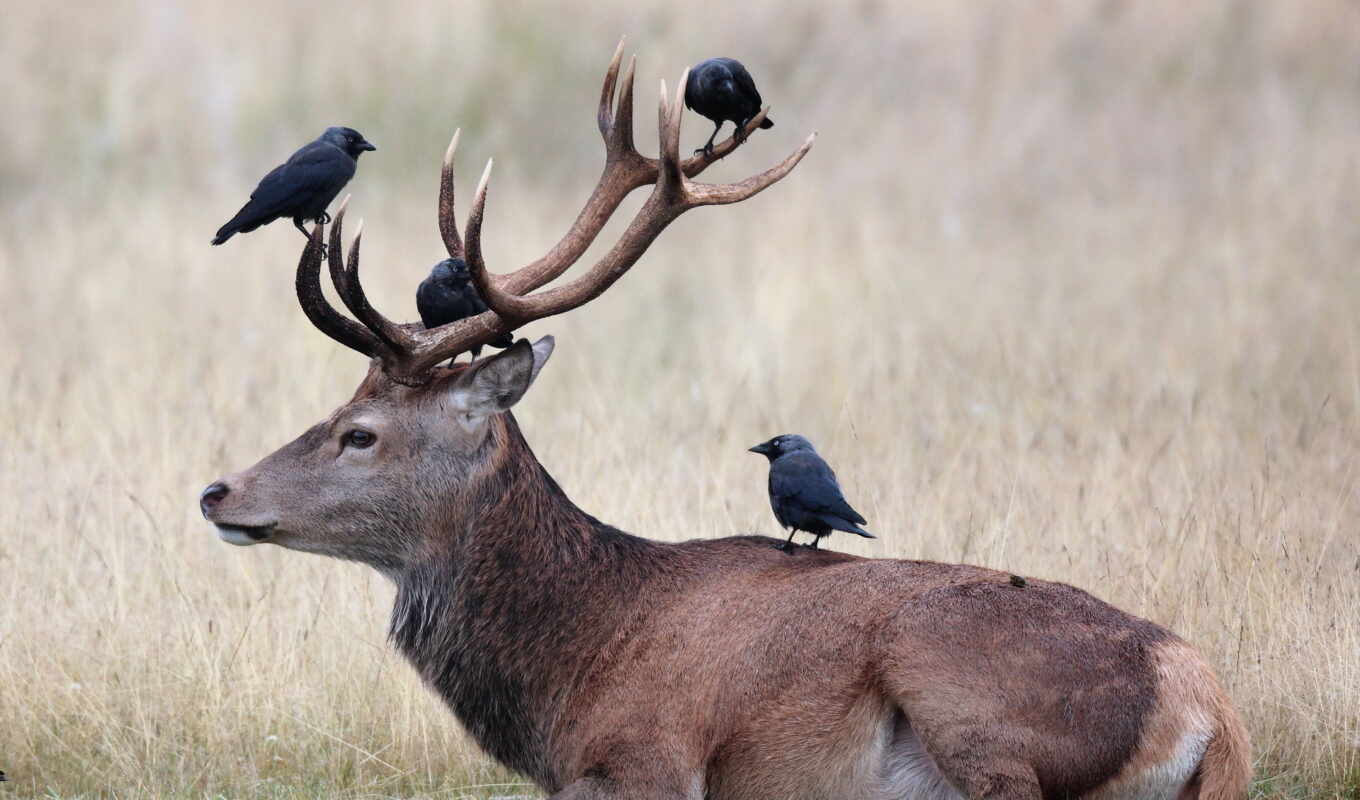 photo, animals, doe, horns, reindeer, crow