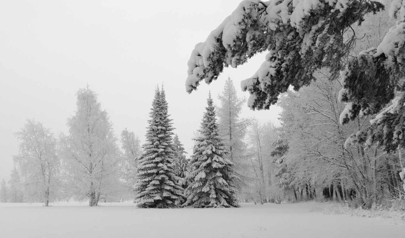 природа, дерево, лед, иней, fir, снег, winter, лес, landscape, branch