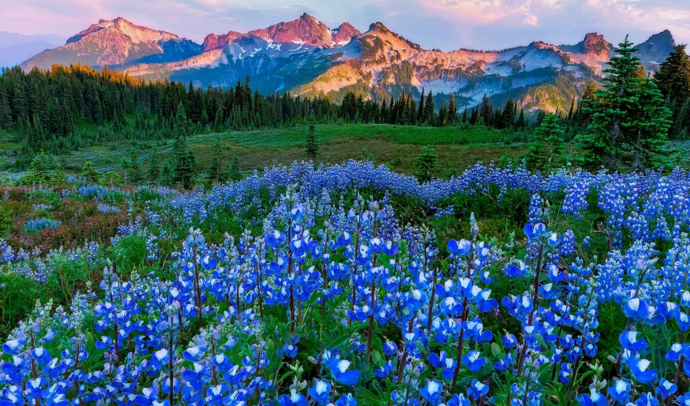 цветы, blue, лес, гора, park, поляна, national, mount, washington, рейнир, пина