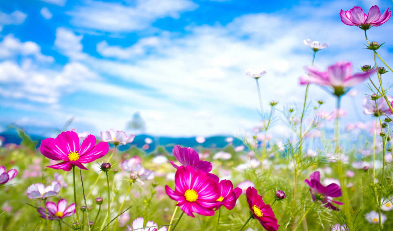nature, sky, flowers, field