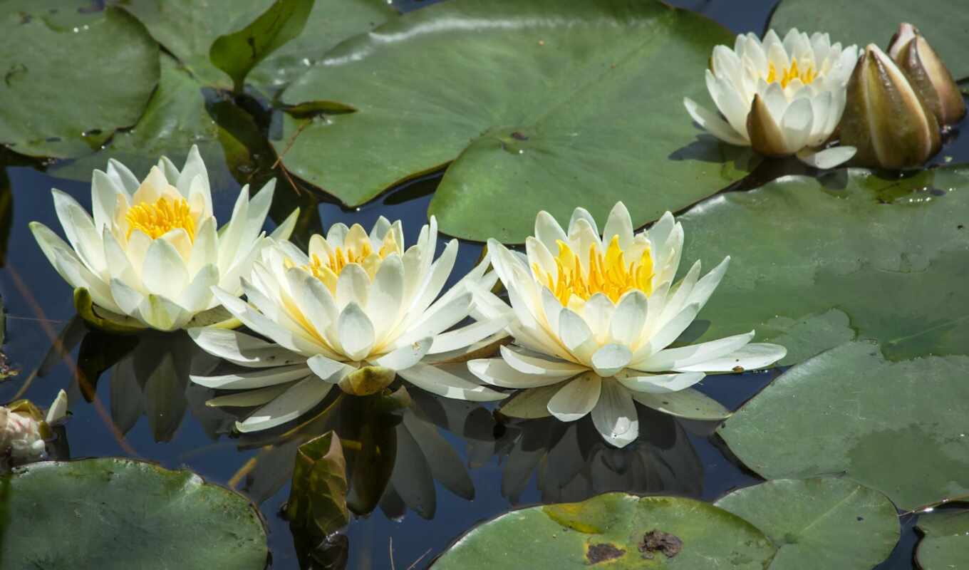 flowers, white, sheet, water, pond, plant, lily, water lily