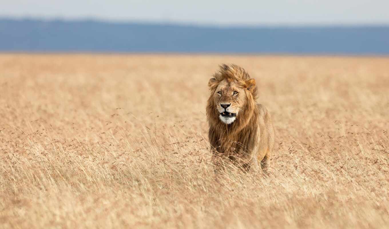 lion, трава, кот, left, саванна, animal, африка, sfondo, savana