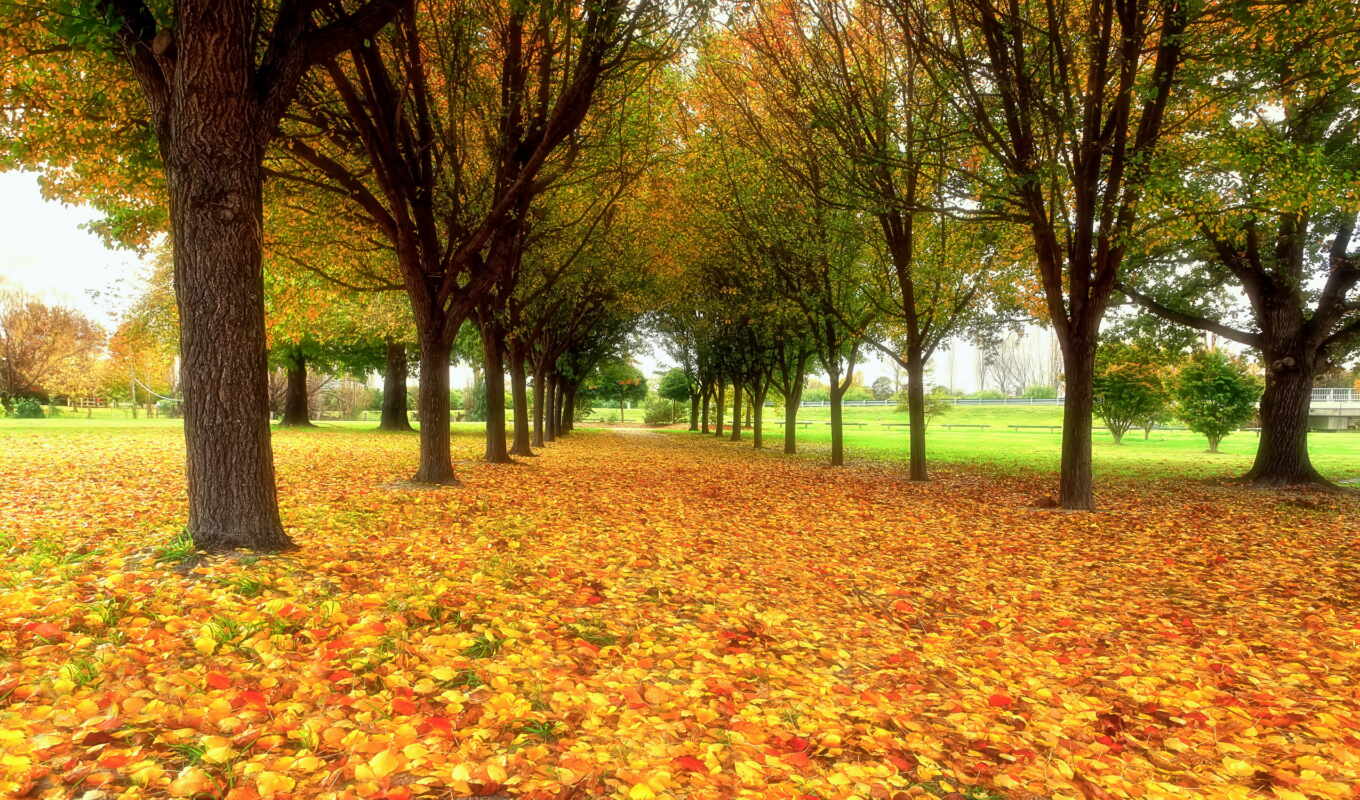 природа, широкоформатные, осень, листва, park