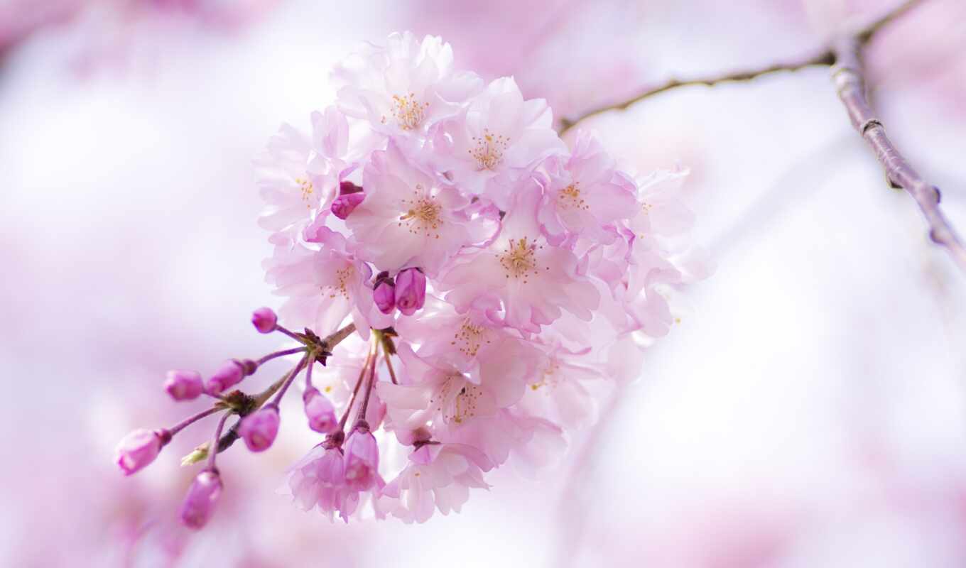 картинка, макро, Сакура, розовый, branch, весна, цветение, cvety