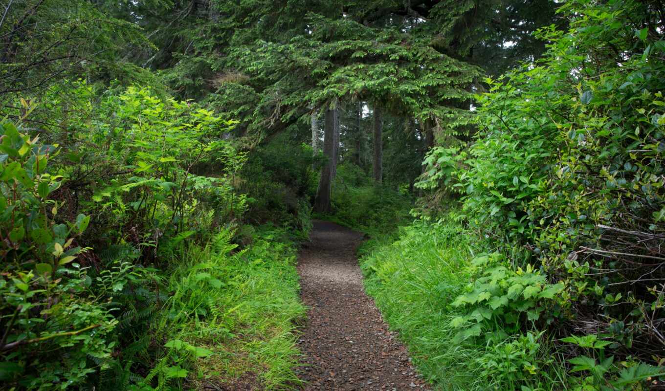 nature, forest, stock, park, trees, tunnel, path, track