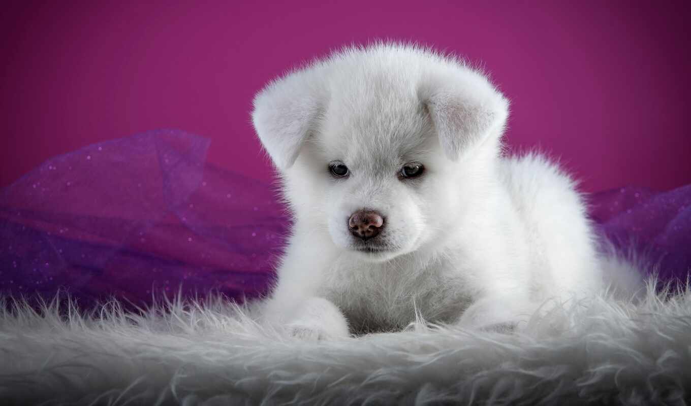 коллекция, white, cute, собака, user, интересно, щенок, animal, favourite