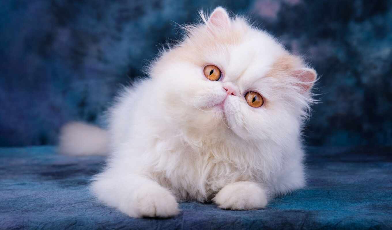 white, eye, cat, baby, yellow, kitty, persian, kiss