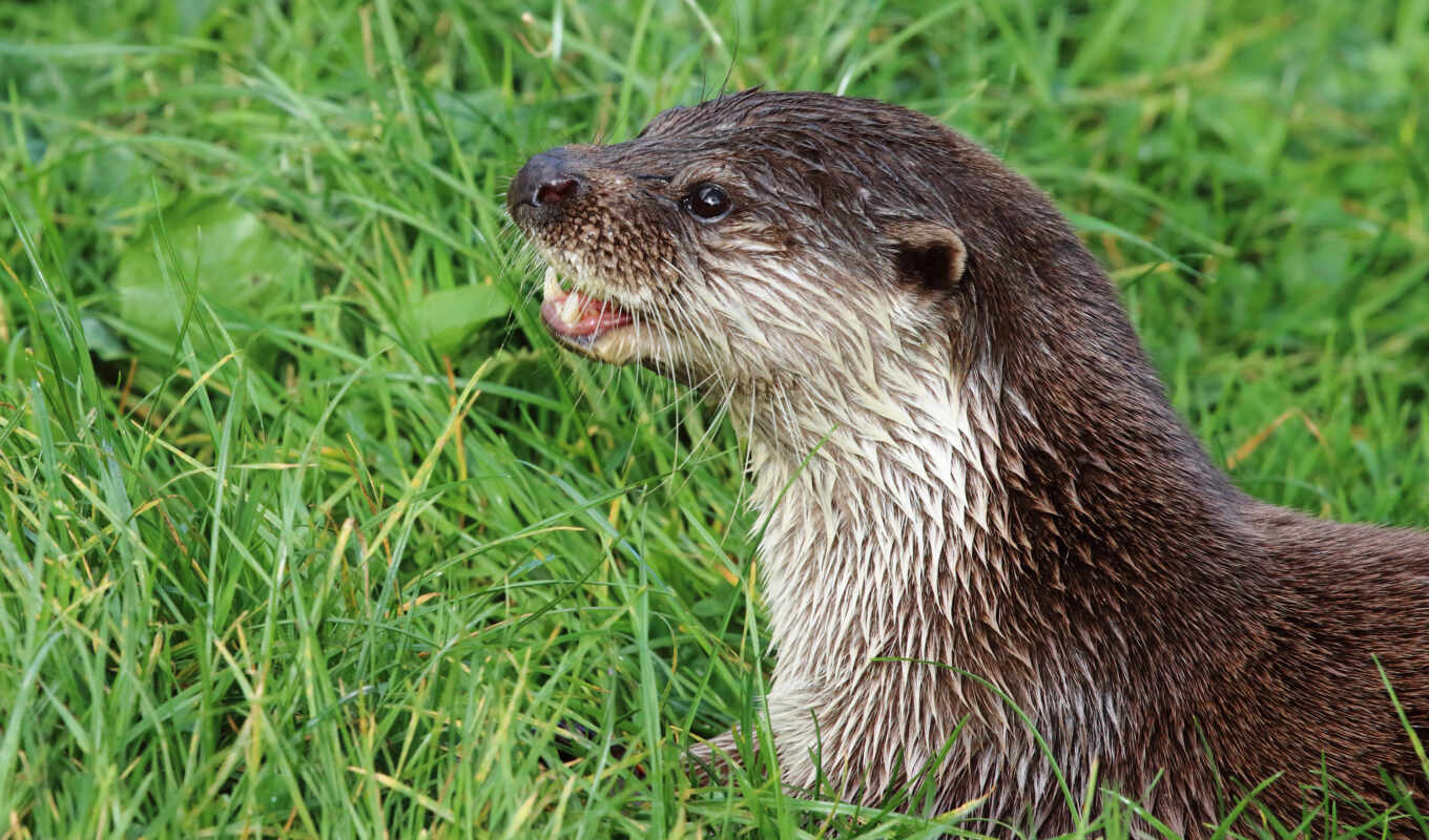 grass, water, eyes, portrait, see, american, animal, north, river, wet, otter