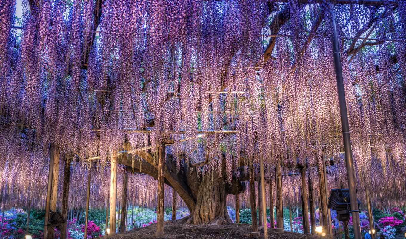 photo, great, see, national, bloom, festival, geographic, photograph, rare, wisteria, rarely