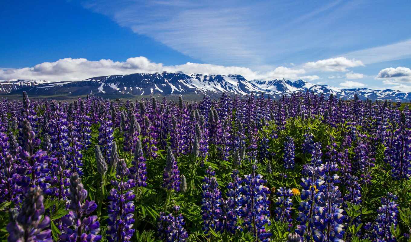 nature, flowers, mountain, field, iceland, meadow, Lupin, nordur