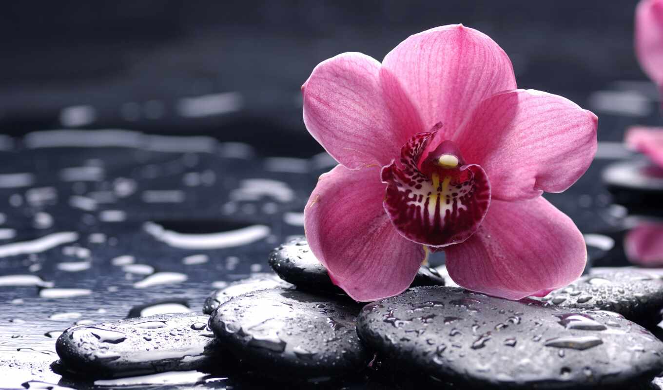 flowers, drop, stone, orchid