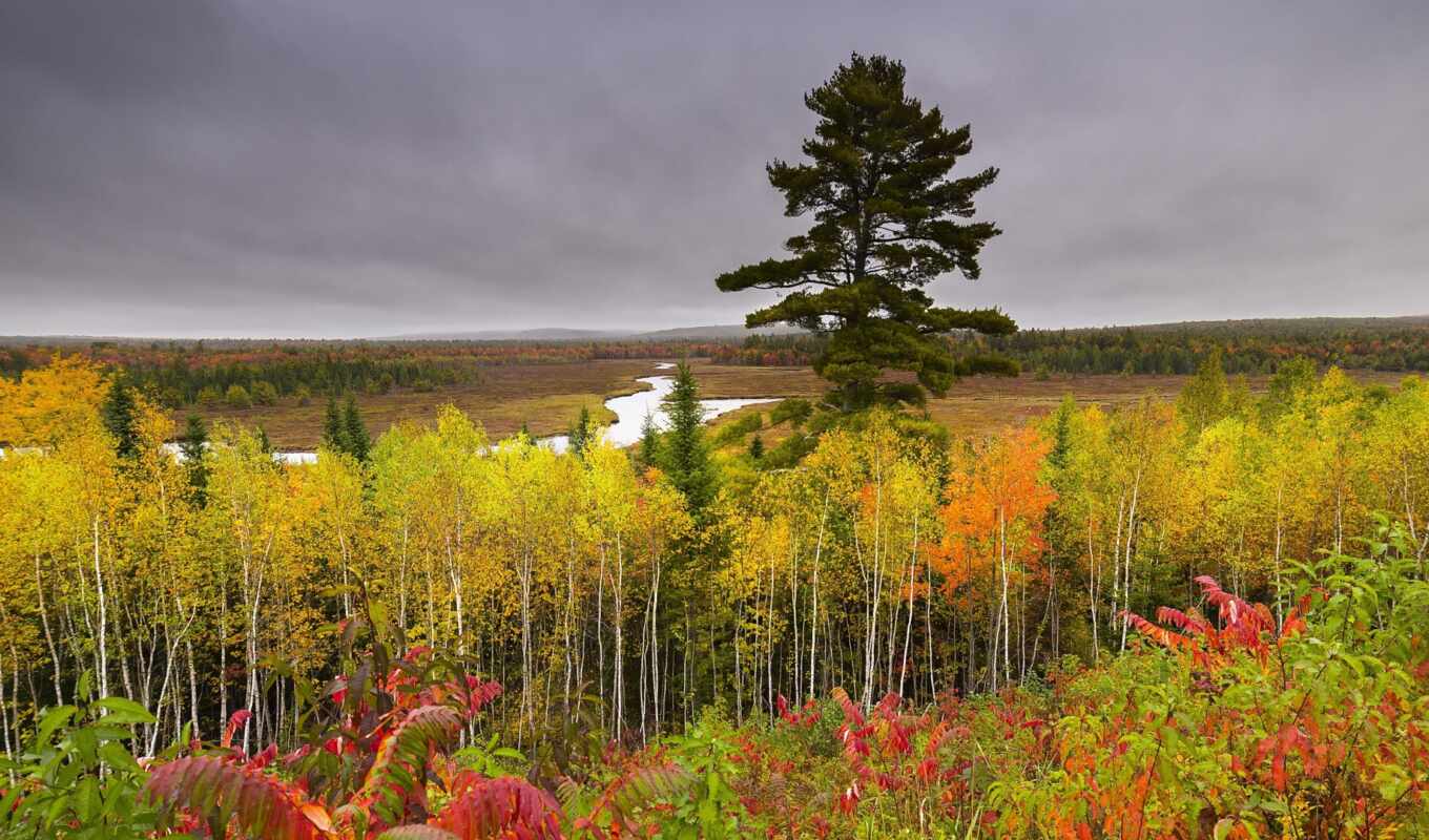 nature, forest, autumn, river, birch tree