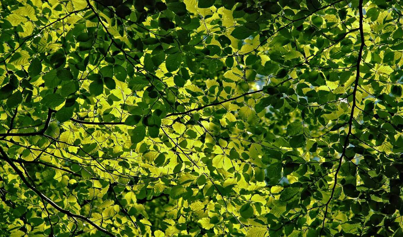 фото, дерево, зелёный, branch, verde, foto, leaf, hoja, árbol, imagen, planta