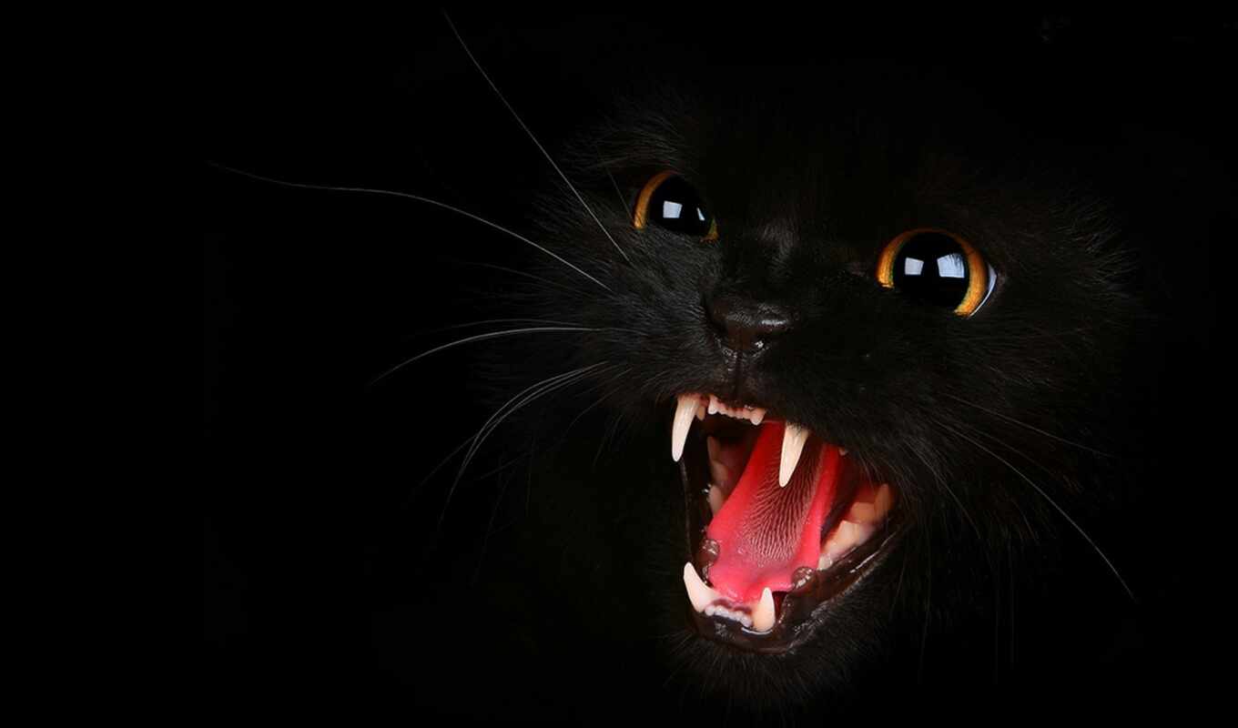 black, cool, cat, animal, a mammal, mrwallpaper