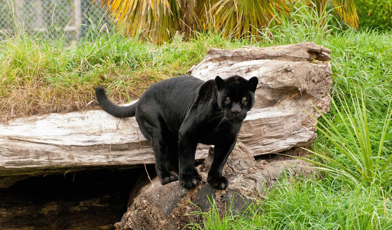 black, cats, jaguar, panthers