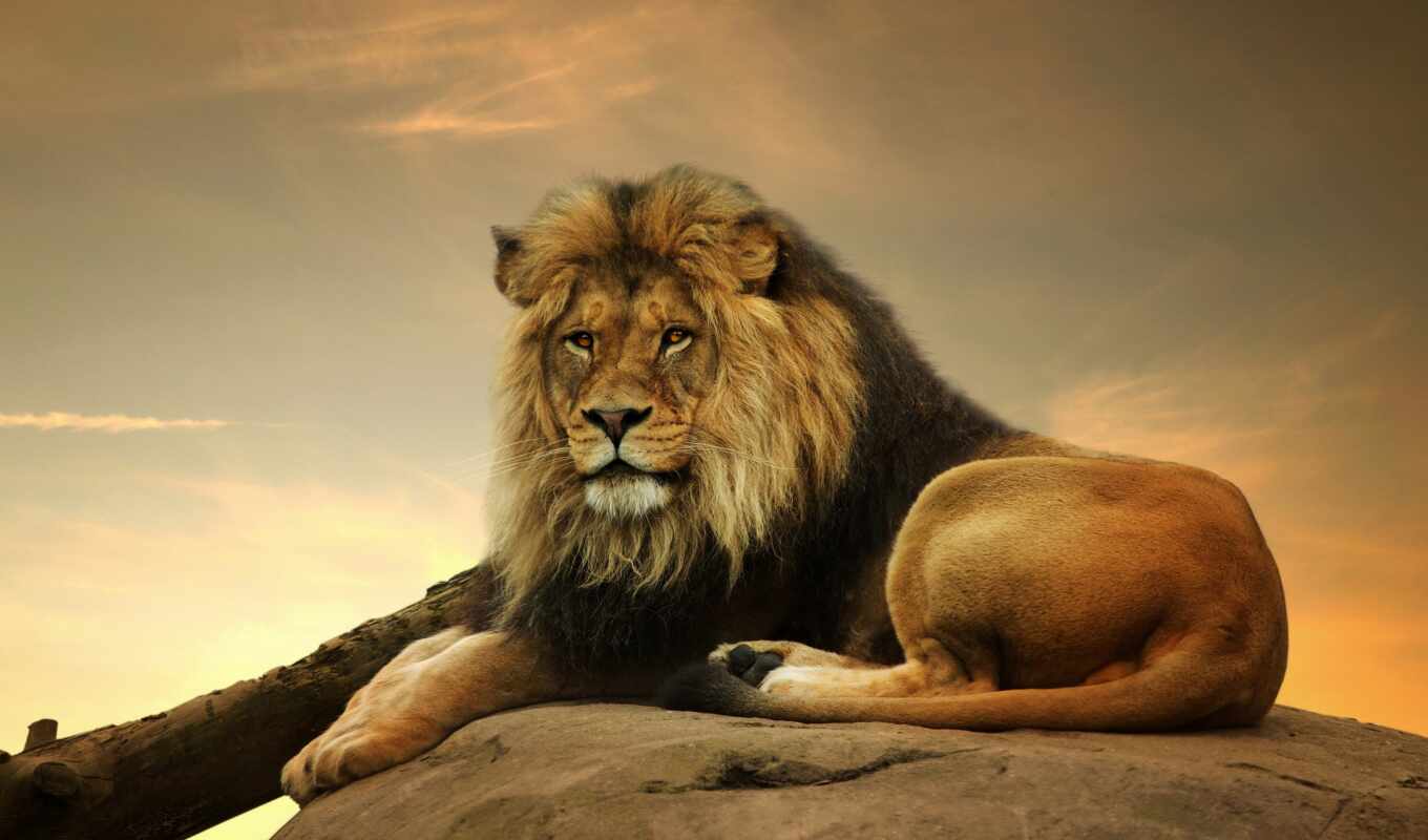 free, lion, male, the first