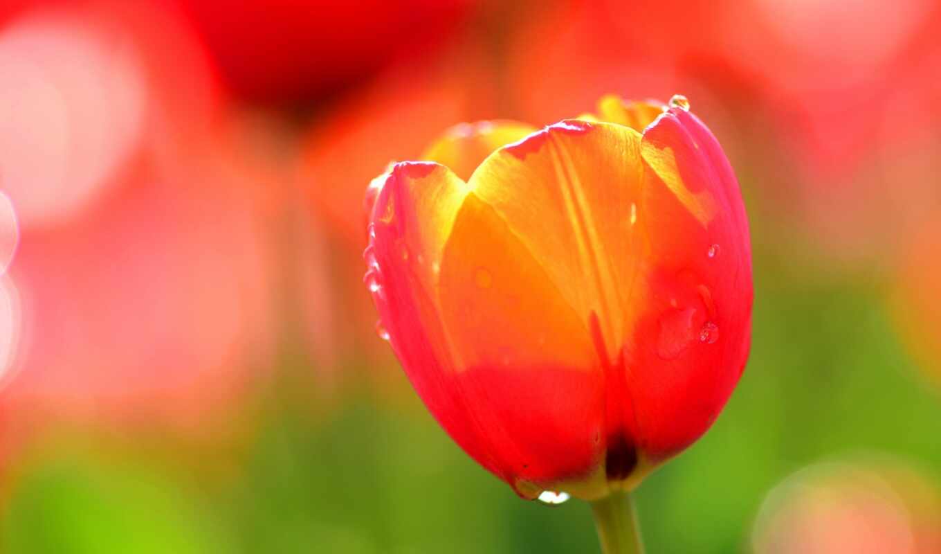 flowers, background, red, macro, water, flowers, drops, yellow, tulips, tulip