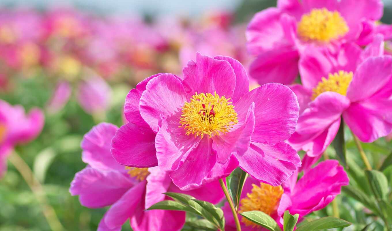 цветы, free, страница, розовый, color, нота, cvety, rosa, пион