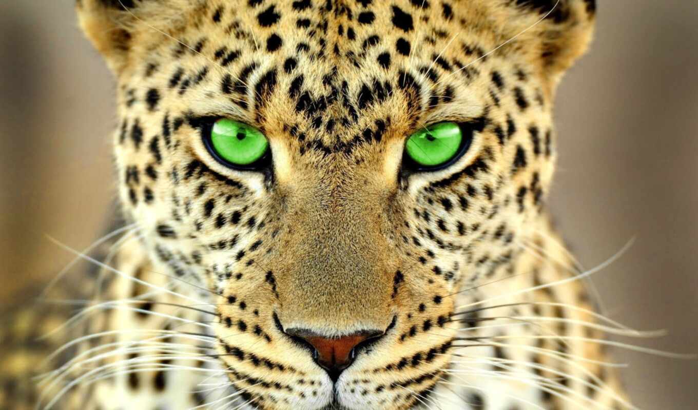 леопард, шерсть, stokovyi, густой, фото, animal, color, яркий, пушистый, winter