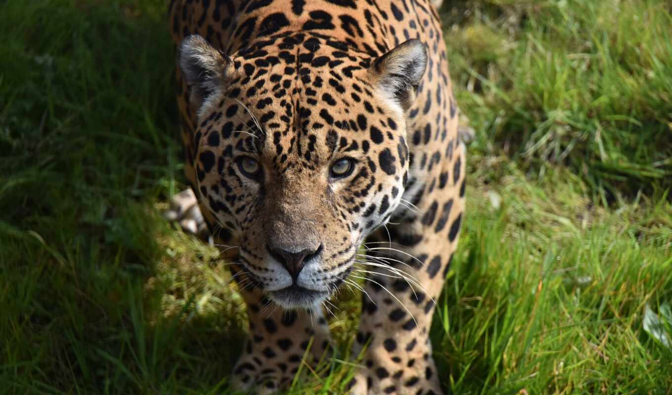 leopard, predator, wild, animal, jaguar
