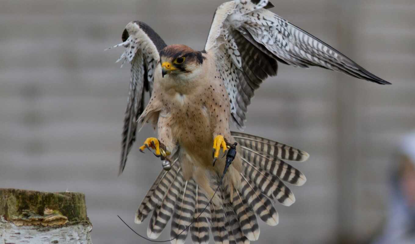 птица, falcon, перепелятник
