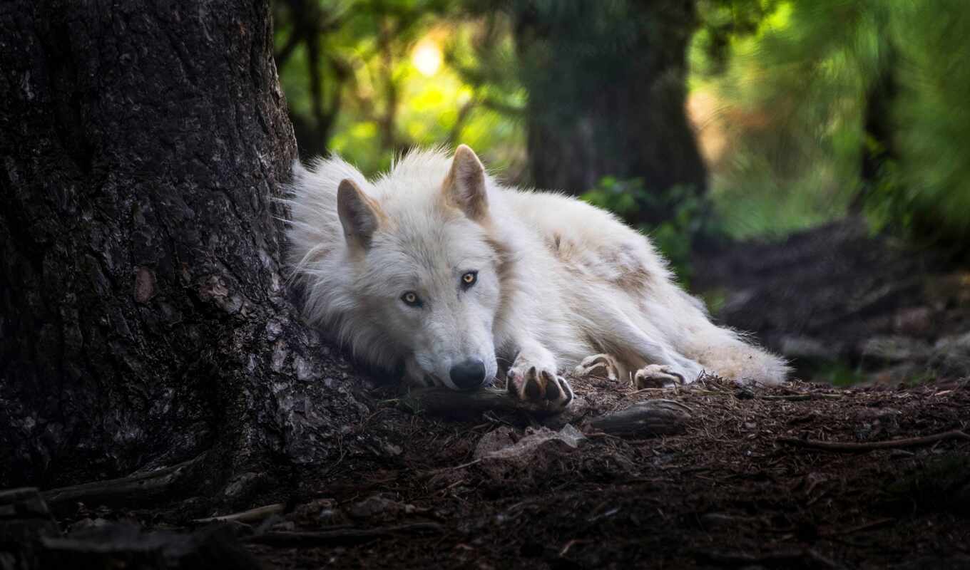 view, white, muzzle, wolf