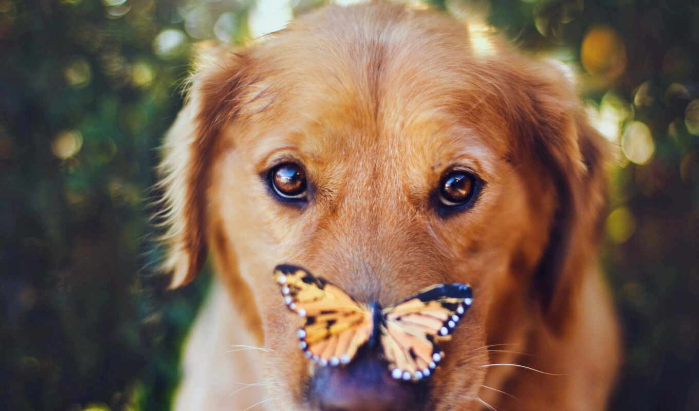 butterfly, cute, dog, golden, animal, retriever