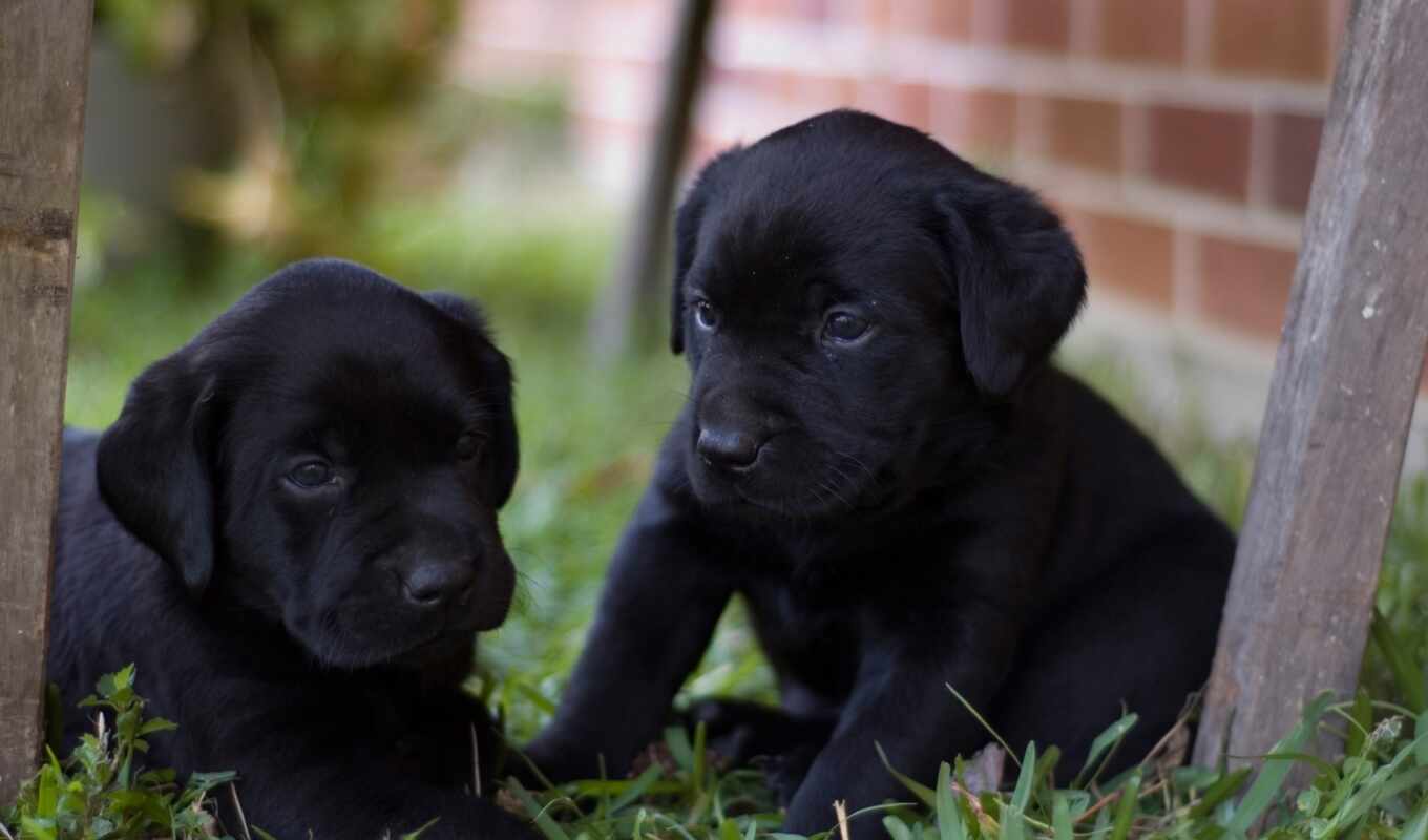 dogs, dogs, Labrador, pupils, labrador, yard, pair, babies, ink