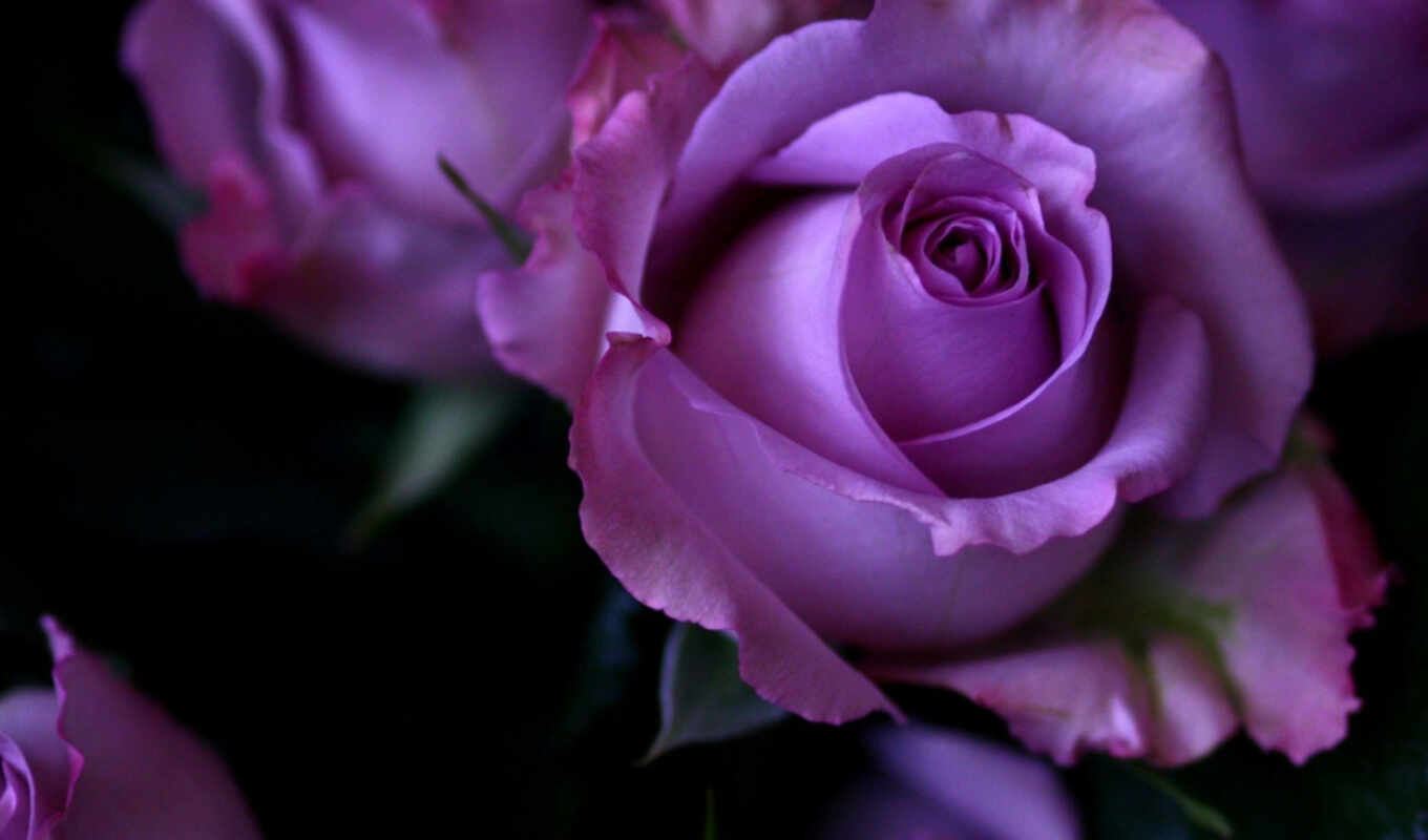 more, роза, best, purple, see, flowers, pinterest, roses