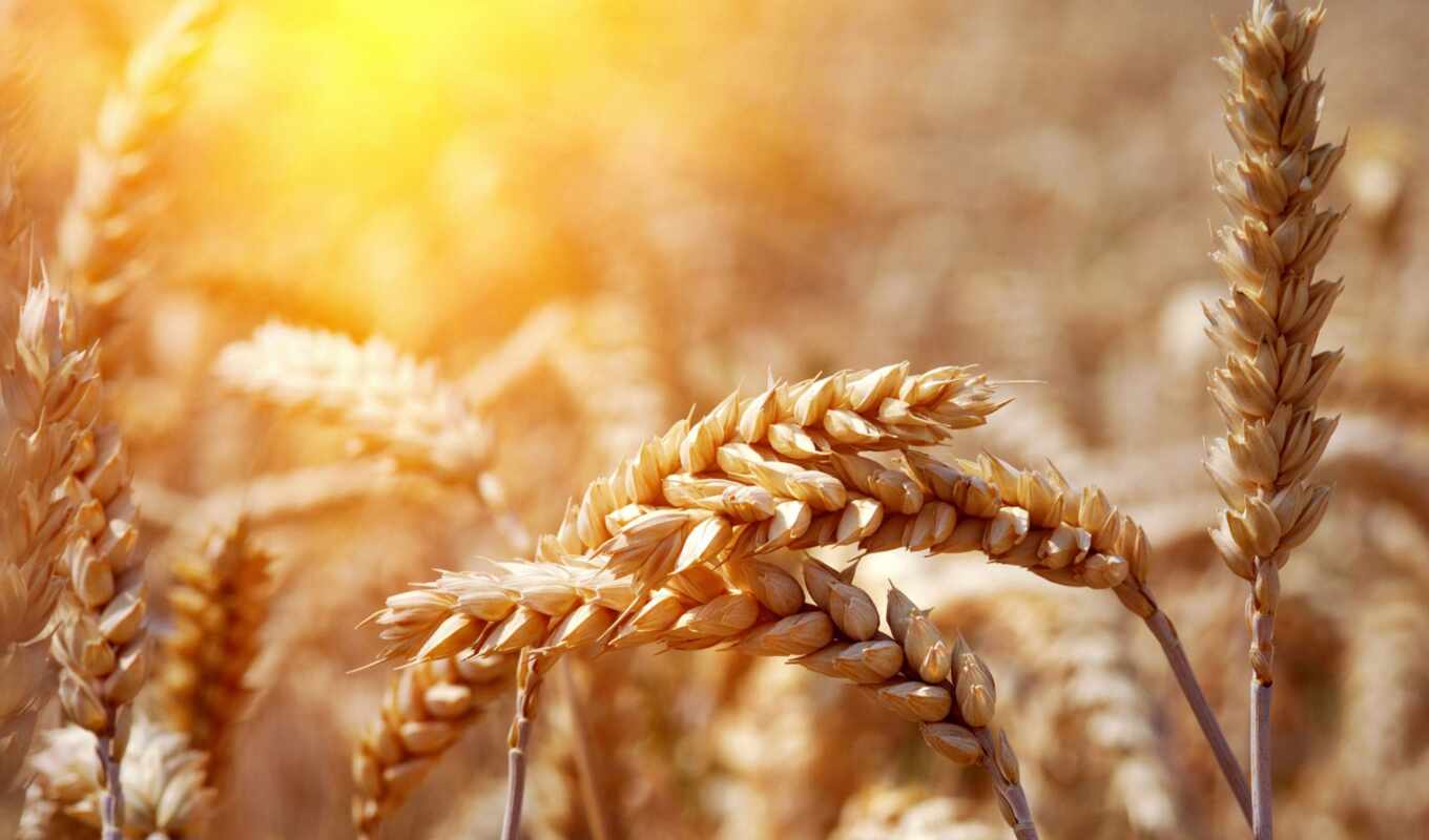 природа, трава, поле, спелый, пшеница, уши