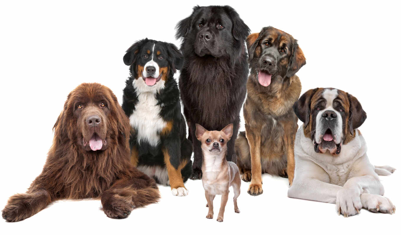 mountain, dog, dogs, dogs, newfoundland, chihuahua, veterinary, clinic, bernese, beethoven, St. bernard