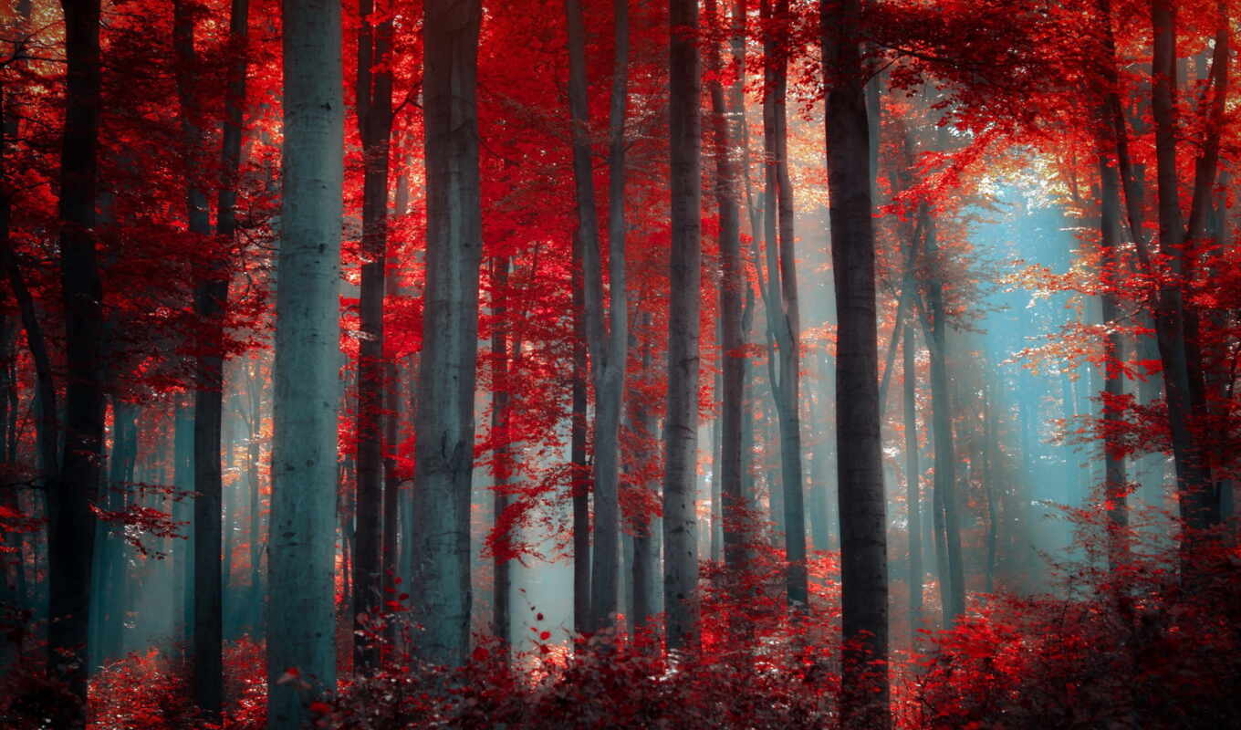 лес, любимые, смазливые, осень, бежевый,