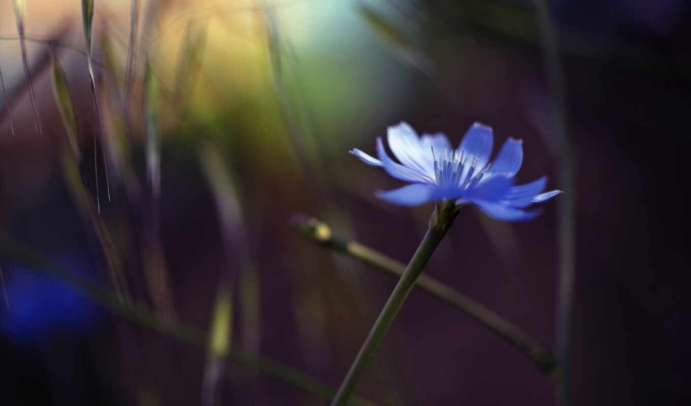 flowers, blue, macro, the most, single, stamens, you, blurring, fibre