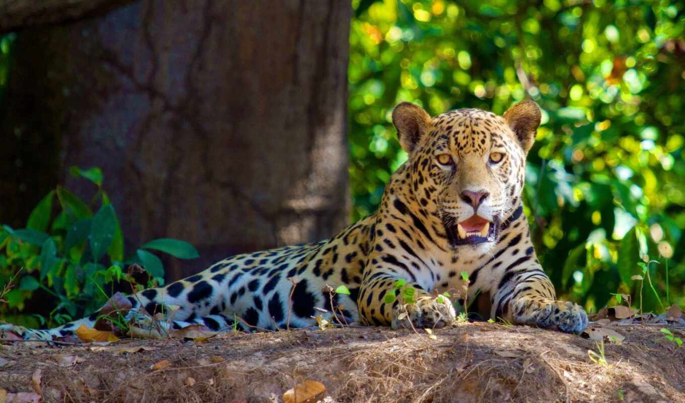 see, animal, jaguar, lie, spotted