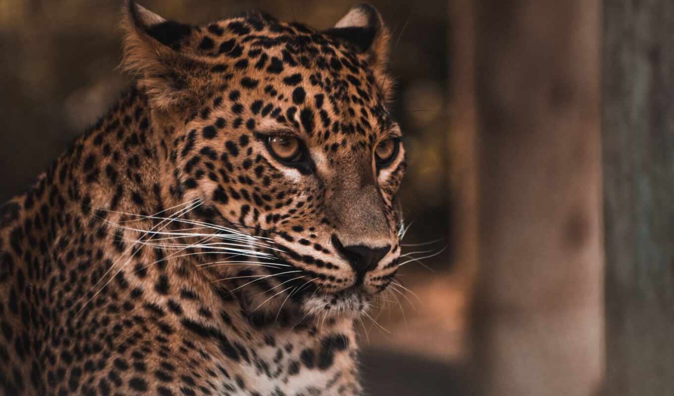 background, cat, big, leopard, predator, blurring