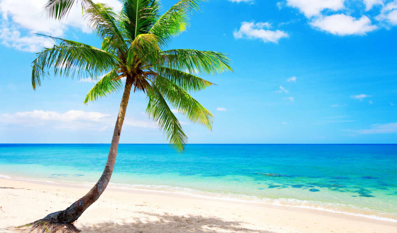 summer, пляж, море, ocean, palm, tropical, рай, emerald, тропики