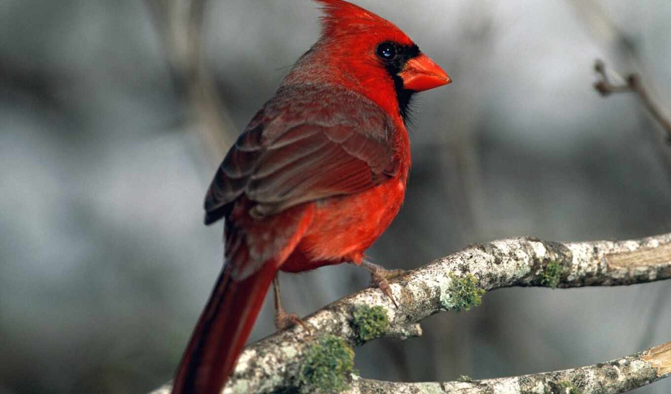 red, bird, cats, scared, Cardinal, passing, branch, birds, veterinary