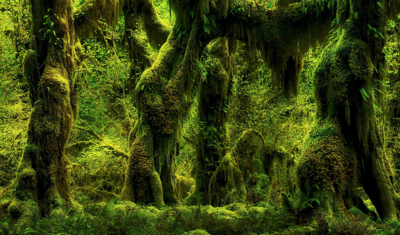 nature, tree, forest, moss, trees, plants, ferns