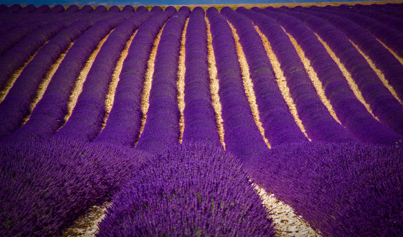 purple, поле, color, cvety, темно, фиолетовые, цветов, margin