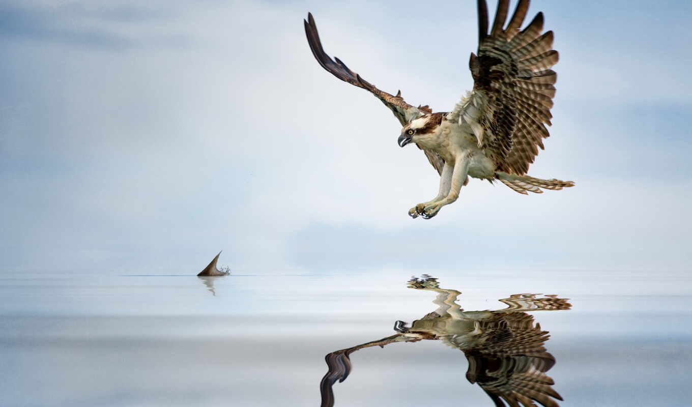 небо, полет, water, fish, wings, hunting, booty, nest, osprey, распространение, ospreys