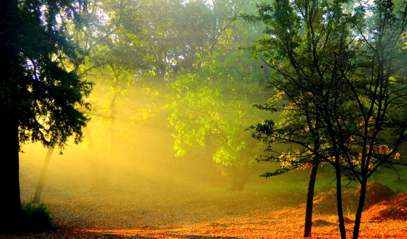 nature, sun, sunrise, forest, morning, trees, fog, rays, haze
